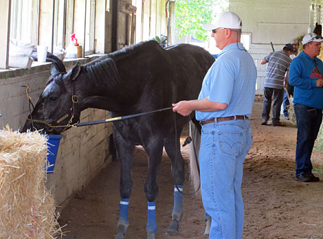 haskin belmont mcpeek kenny week report stroll turns colt shedrow daddy frac trainer takes around he his
