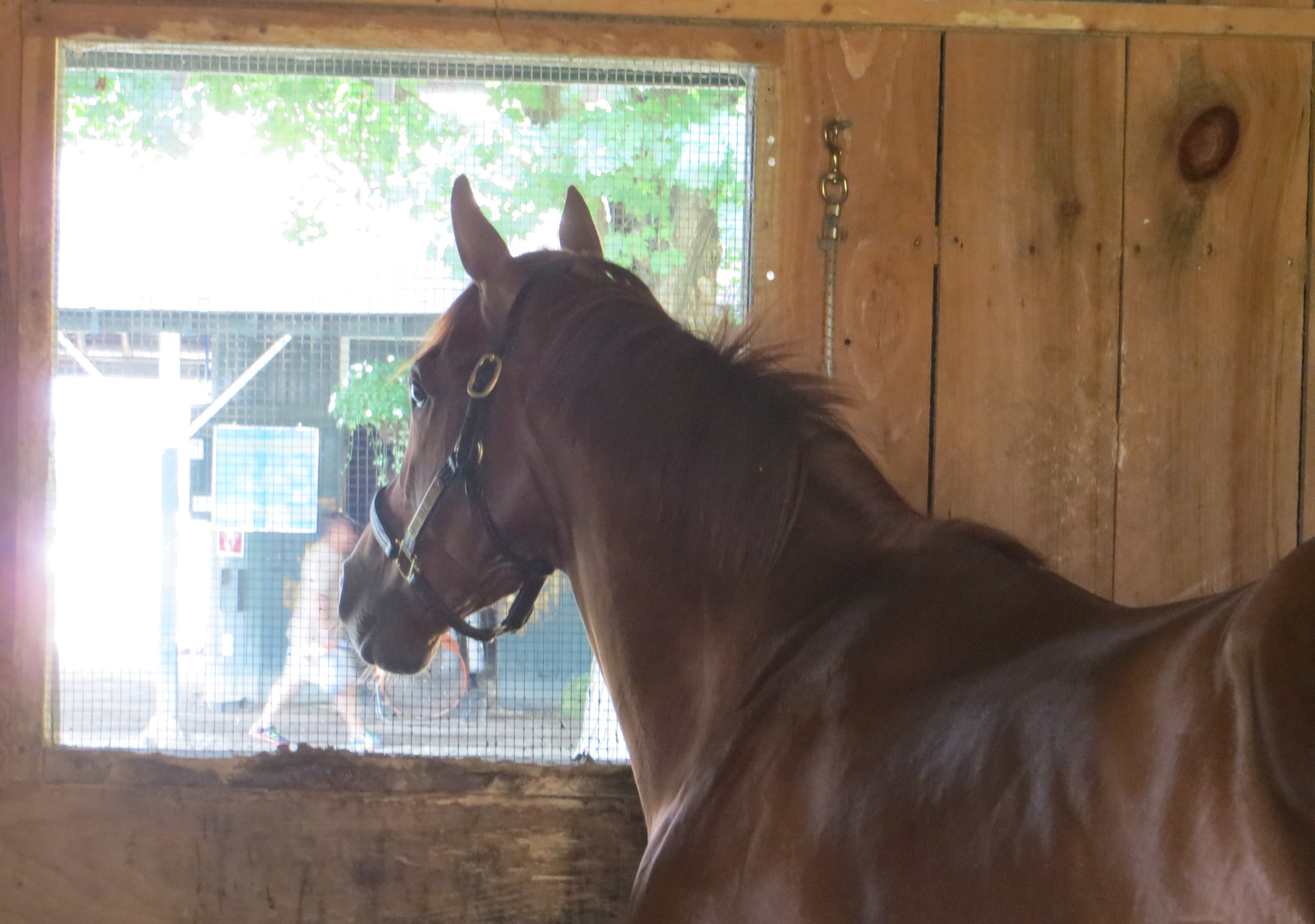 Mind Your Biscuits at his usual place by the window