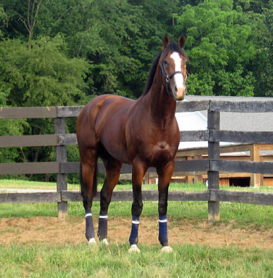 Union Rags in paddock after gallop