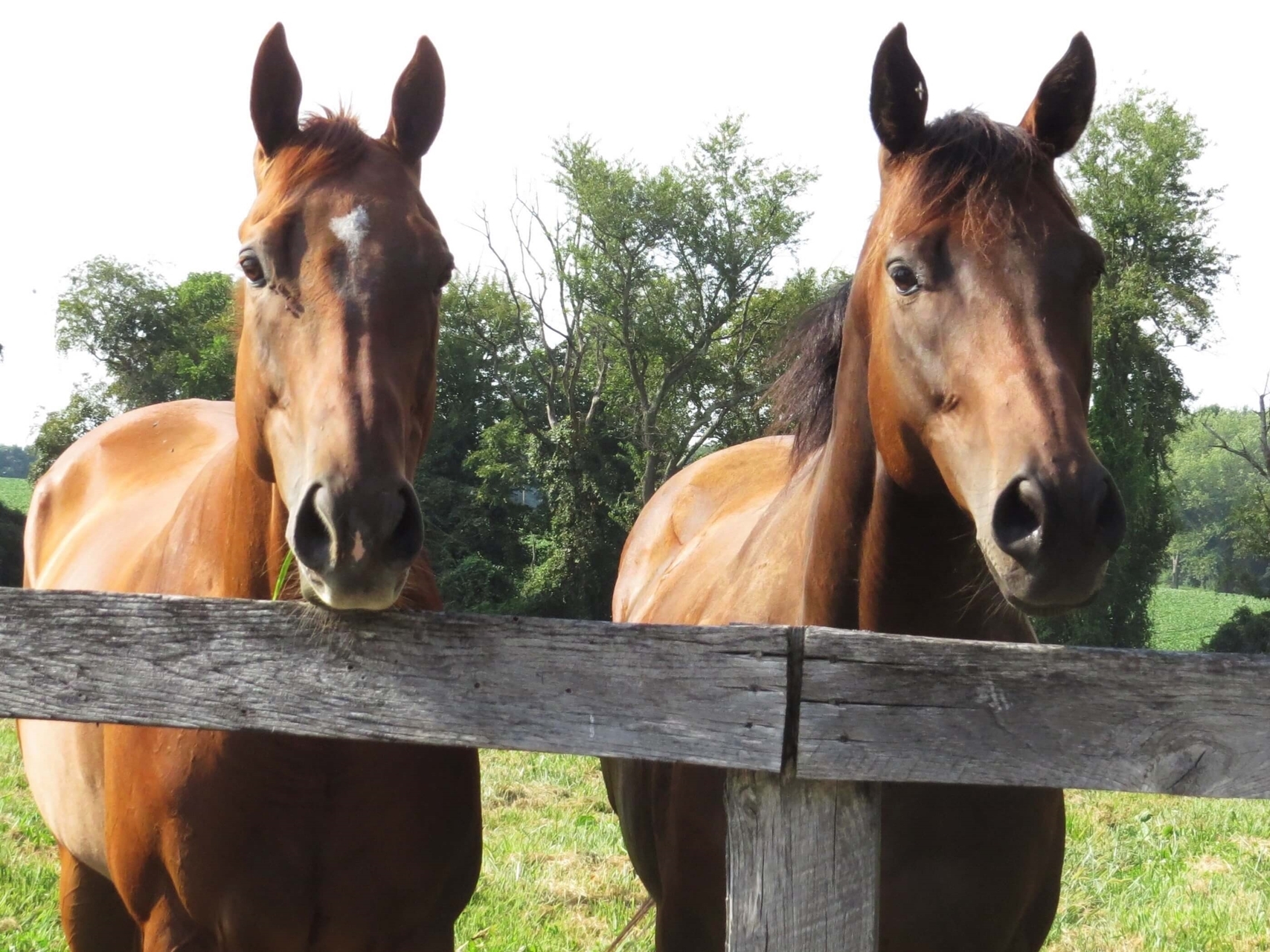 Retired Maryland runners Moran Gra and Zabarajad enjoying life as pleasure horses