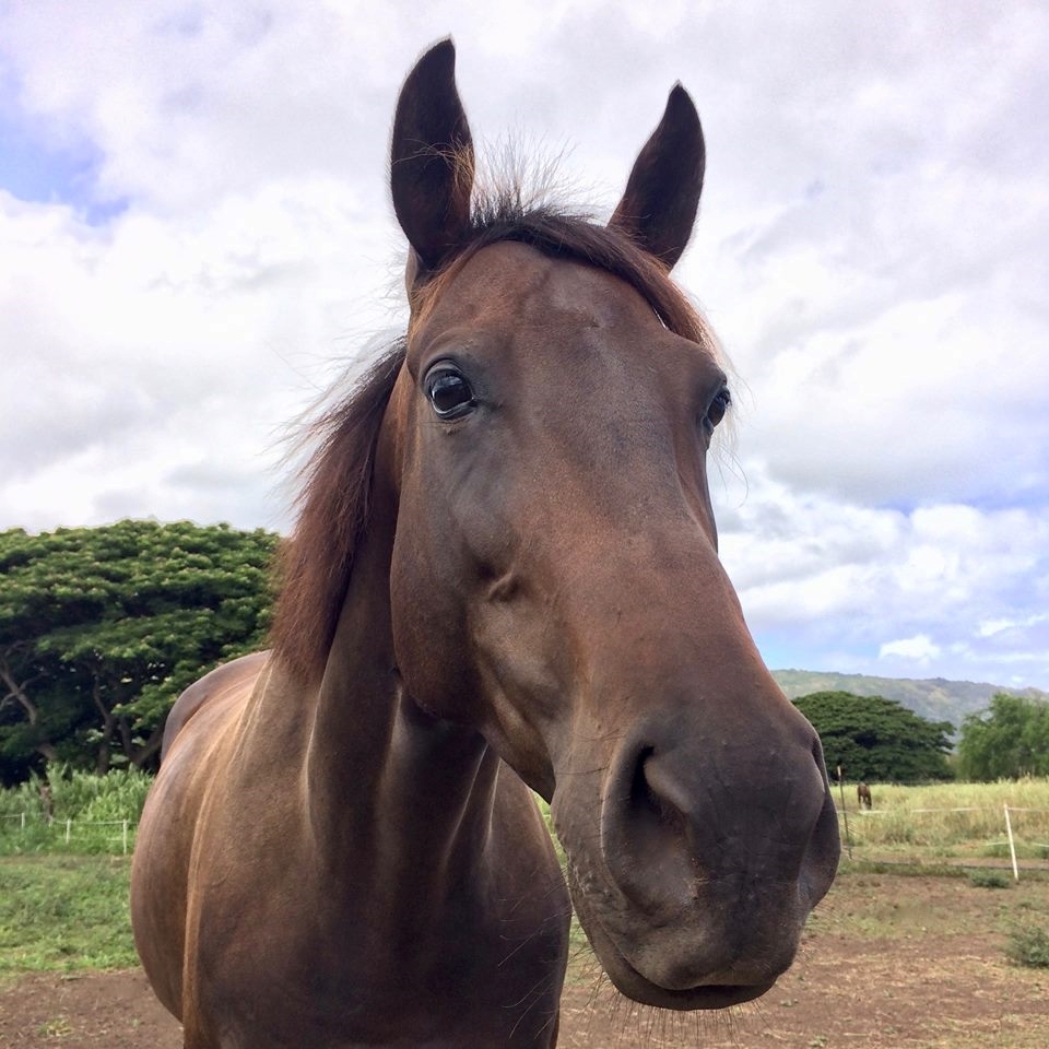 Kellianne Can Can in Hawaii--Credit-Sea Horse Training LLC