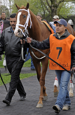 Cater to Kitten Keeneland Paddock 04/03/09 Photo by Anne M. Eberhardt Cater to Kitten Keeneland Paddock 04/03/09 Photo by Anne M. Eberhardt