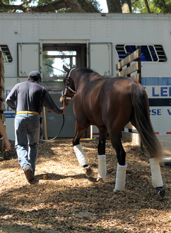 Nicanor walks onto van. ©Louise E. Reinagel