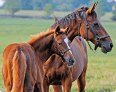 Broodmare Analysis Plus