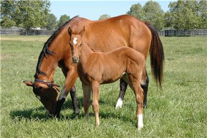 Here come the foals! March-2008