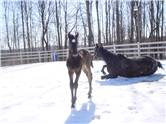 Here come the foals! March-2008