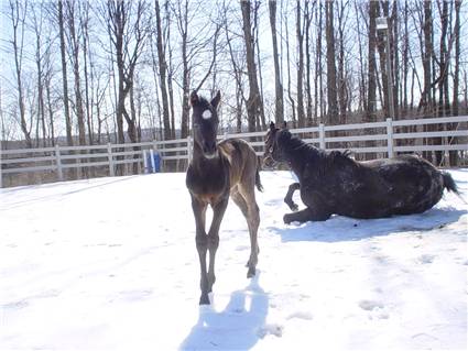 Here come the foals! March-2008