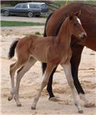 Here come the foals! March-2008