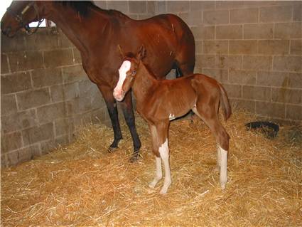 Here come the foals! April-2008