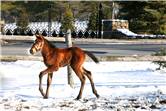 Here come the foals! March-2008