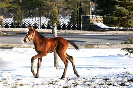 Here come the foals! March-2008