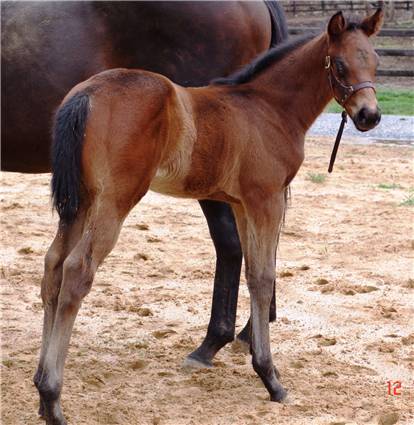 Here come the foals! March-2008