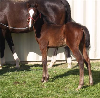 Here come the foals! January-2008