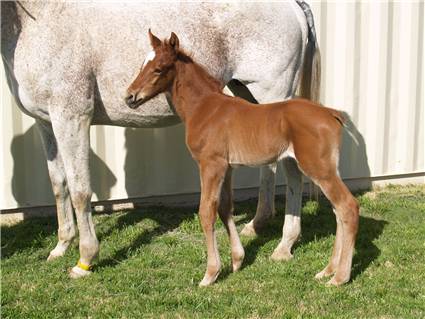 Here come the foals! February-2008