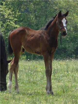 Here come the foals! March-2008