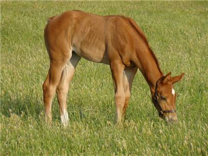 Here come the foals! April-2009