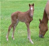 Here come the foals! May-2008