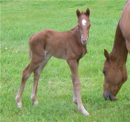 Here come the foals! May-2008
