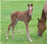 Here come the foals! May-2008