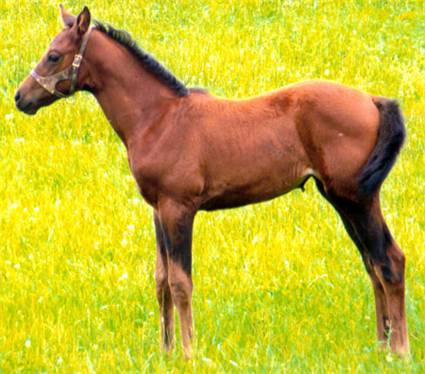 Bay Filly; A Giant Valentine - Bert's Lady Jester by Believe It