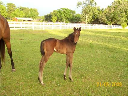 Here come the foals! May-2009