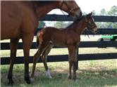 Here come the foals! January-2008