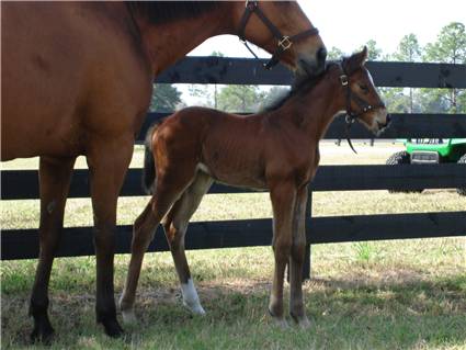 Here come the foals! January-2008