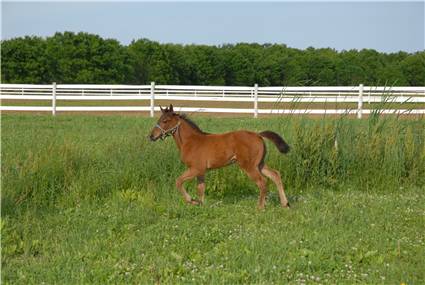 Here come the foals! March-2009