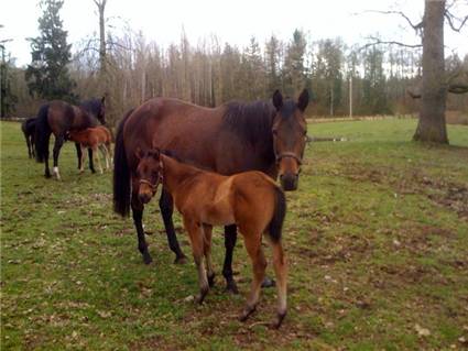 Here come the foals! January-2008