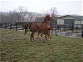 Here come the foals! February-2008