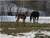 Here come the foals! March-2008