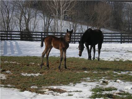 Here come the foals! March-2008