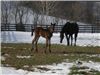 Here come the foals! March-2008