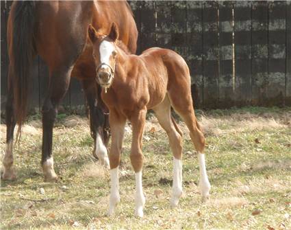 Here come the foals! February-2008