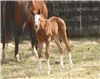 Here come the foals! February-2008