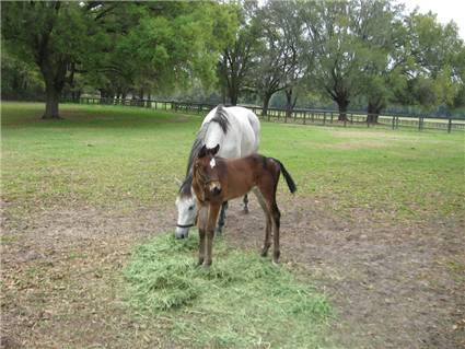 Here come the foals! March-2008