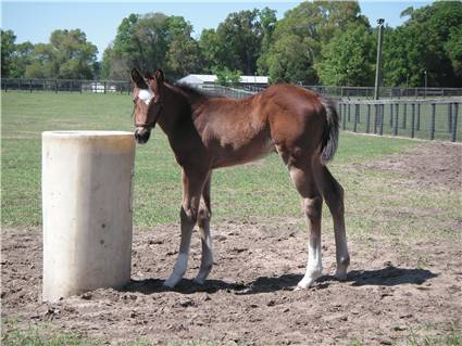 Here come the foals! February-2008