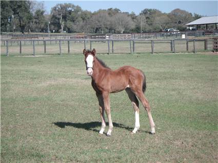 Here come the foals! January-2008