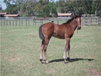 Here come the foals! February-2008